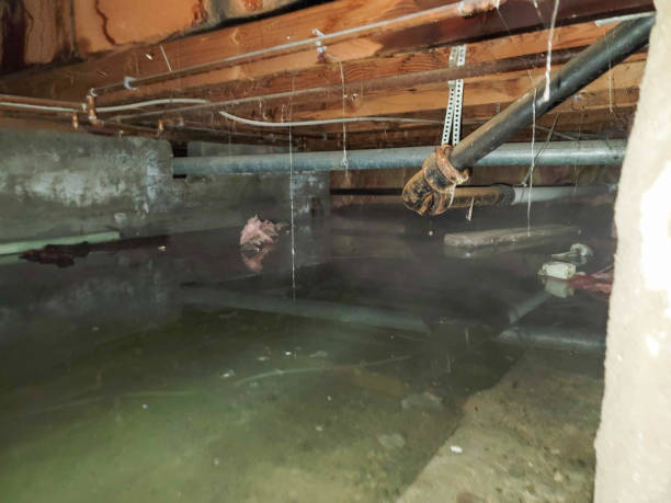 Best Water damage restoration company  in Mammoth Spring, AR