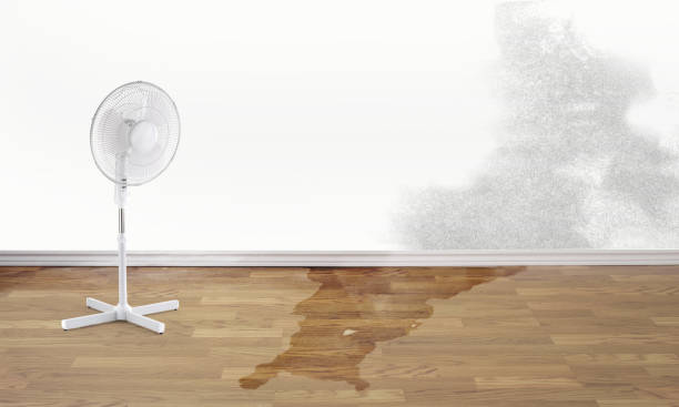 Best Flood restoration services  in Mammoth Spring, AR